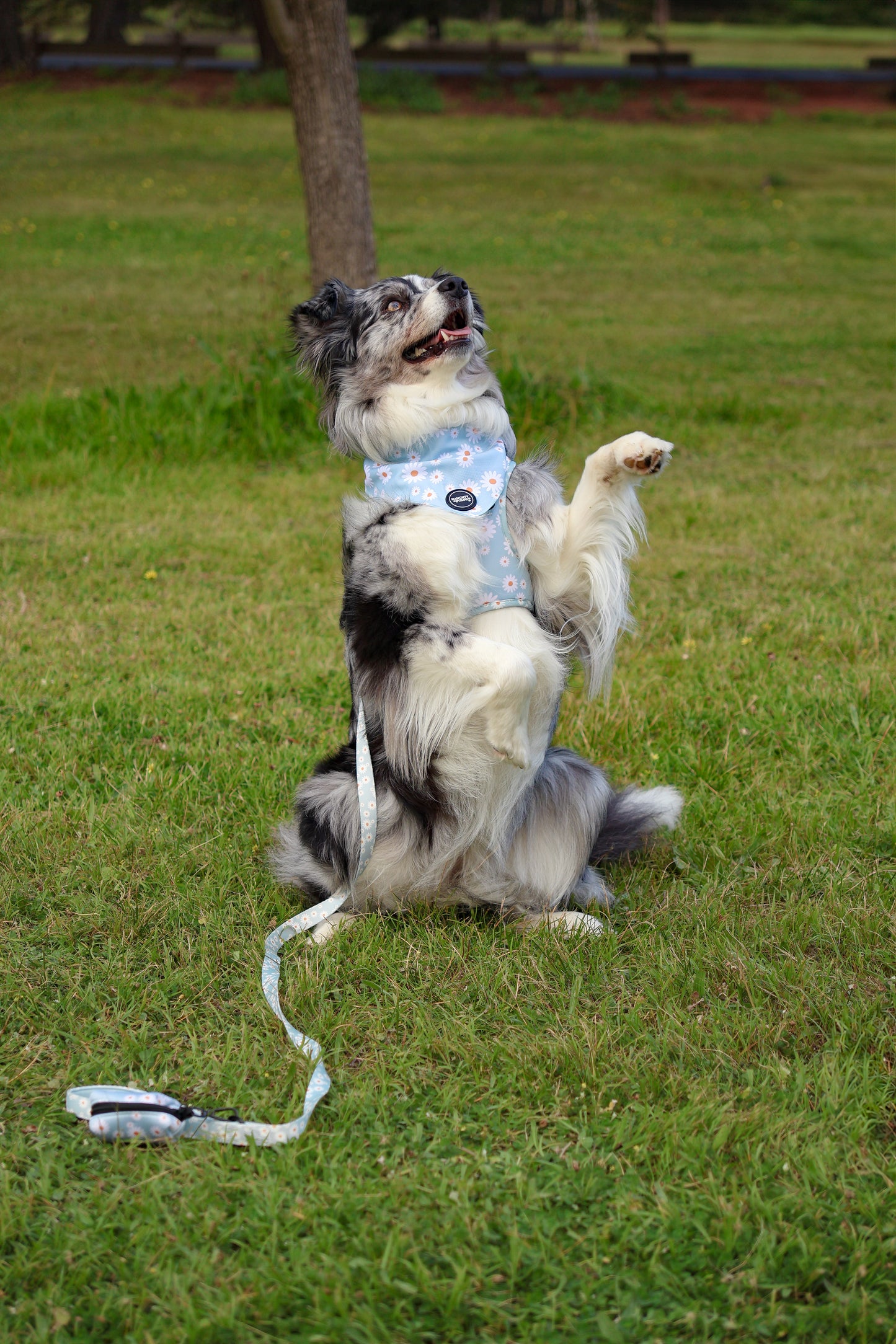 Aurora: Adjustable Harness