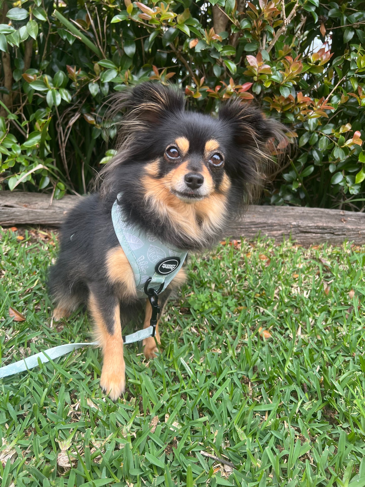 Hunter: Adjustable Harness