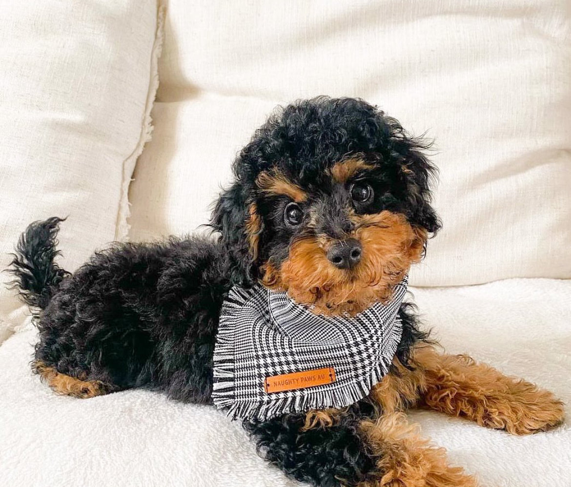 “Distinguished Gentleman" Frayed Pet bandana