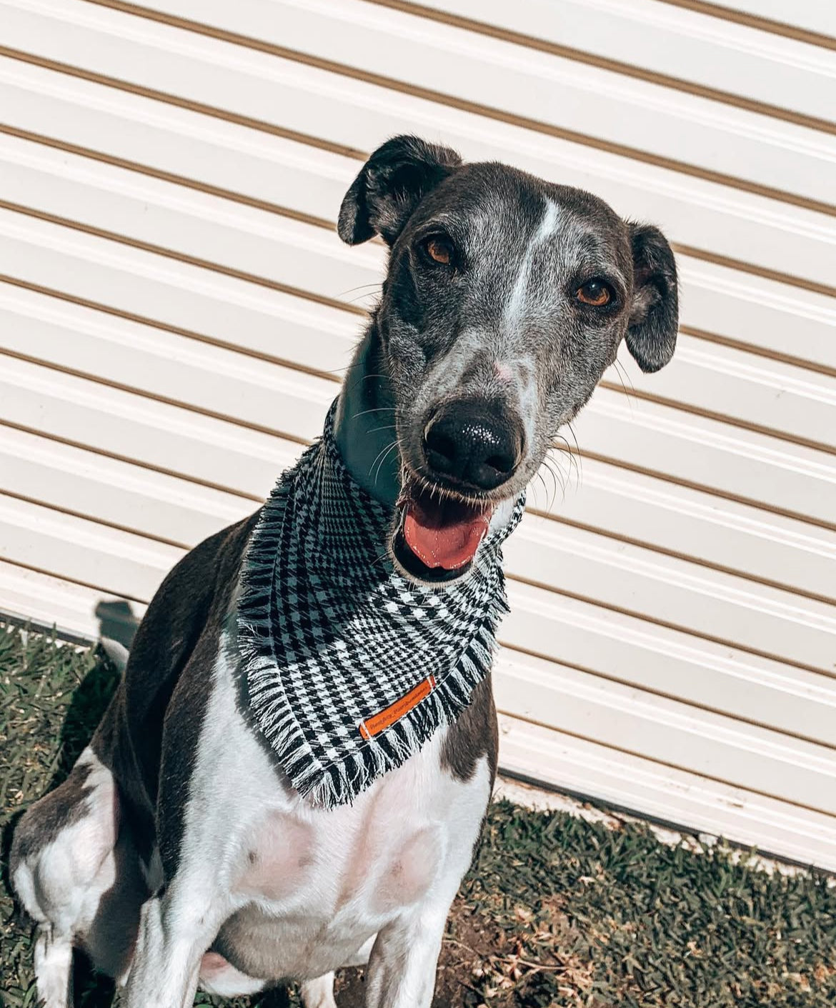 “Distinguished Gentleman" Frayed Pet bandana
