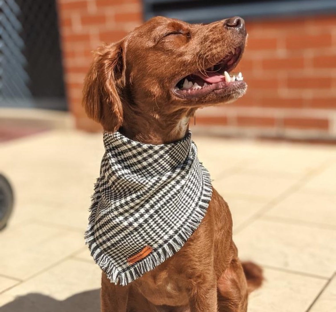 “Distinguished Gentleman" Frayed Pet bandana