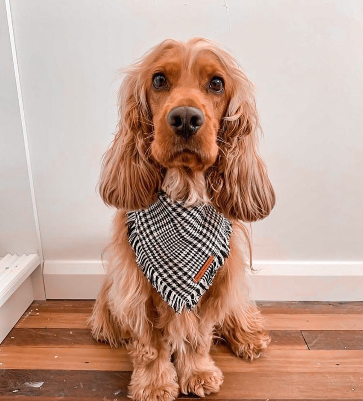 “Distinguished Gentleman" Frayed Pet bandana