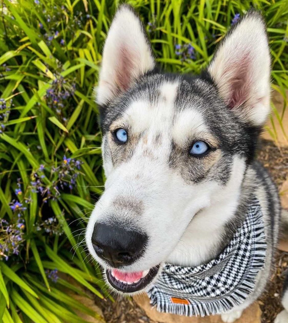 “Distinguished Gentleman" Frayed Pet bandana