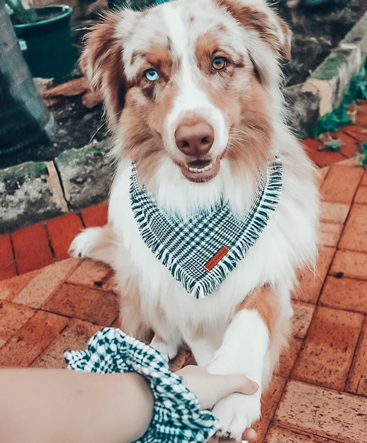 “Distinguished Gentleman" Frayed Pet bandana