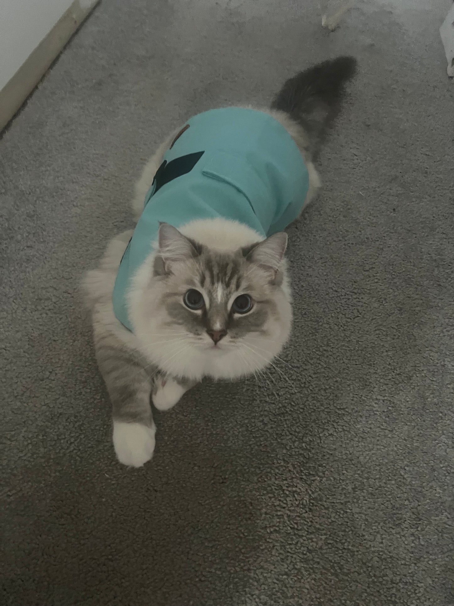 "Ocean" Water Resistant Handmade Dog coat