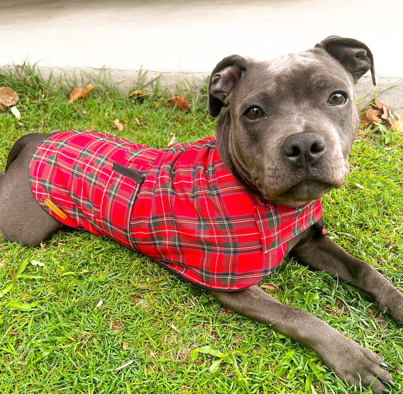 "London" Handmade Dog coat