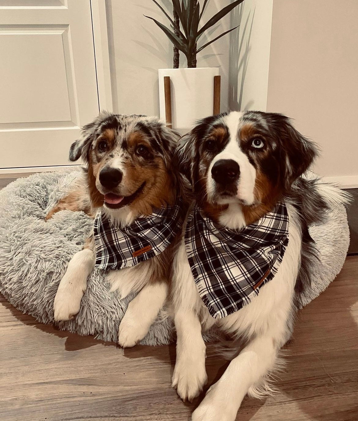 "Minerva" Pet bandana