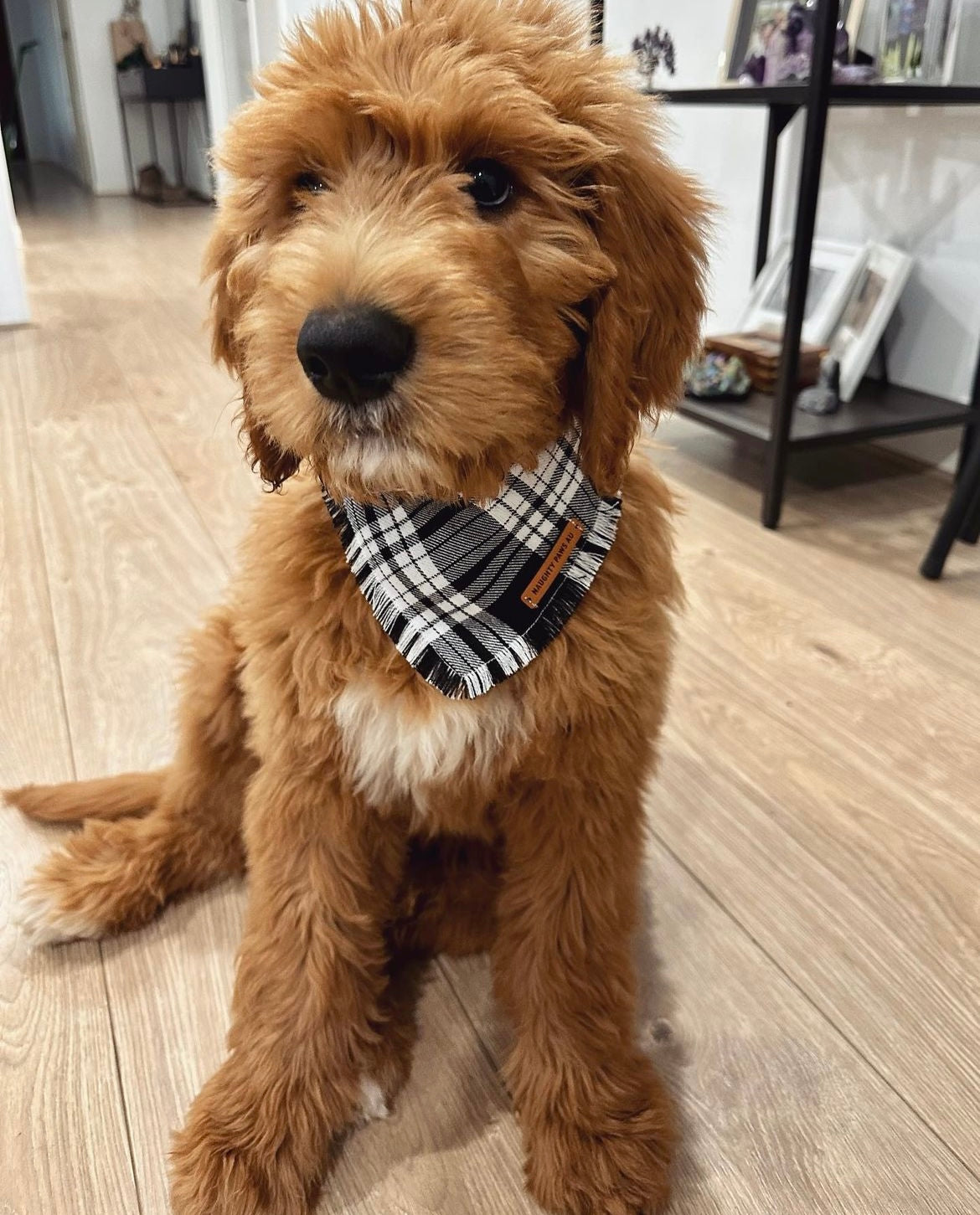 "Minerva" Pet bandana