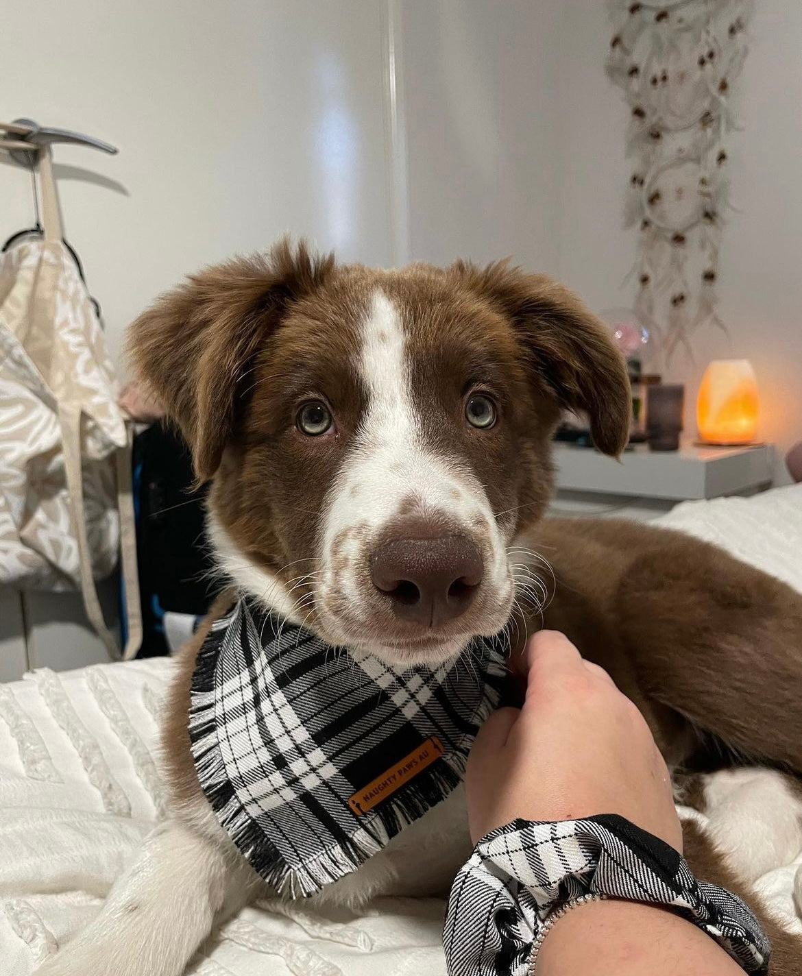 "Minerva" Pet bandana