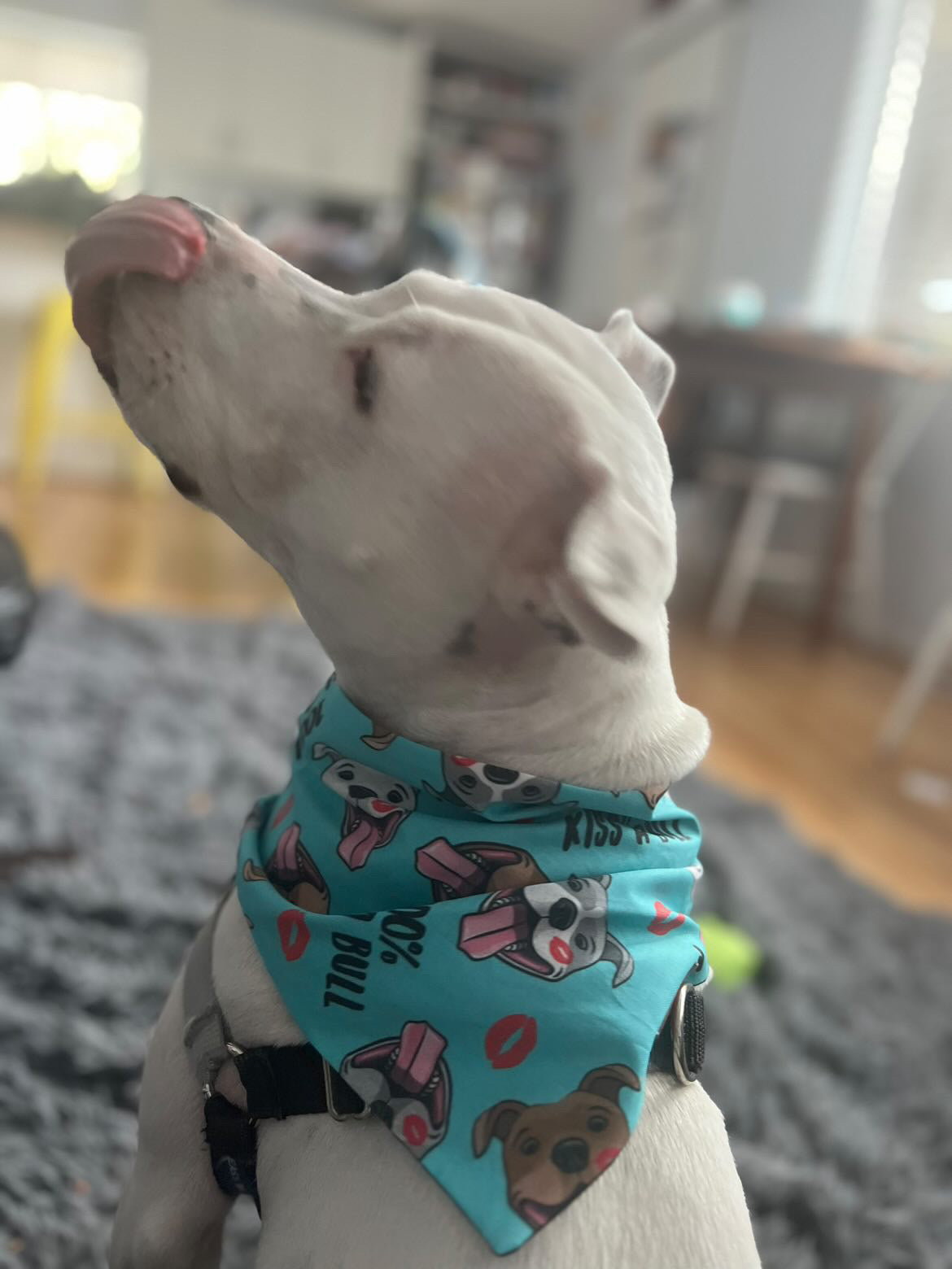 "100% Kiss A Bull" Pet bandana
