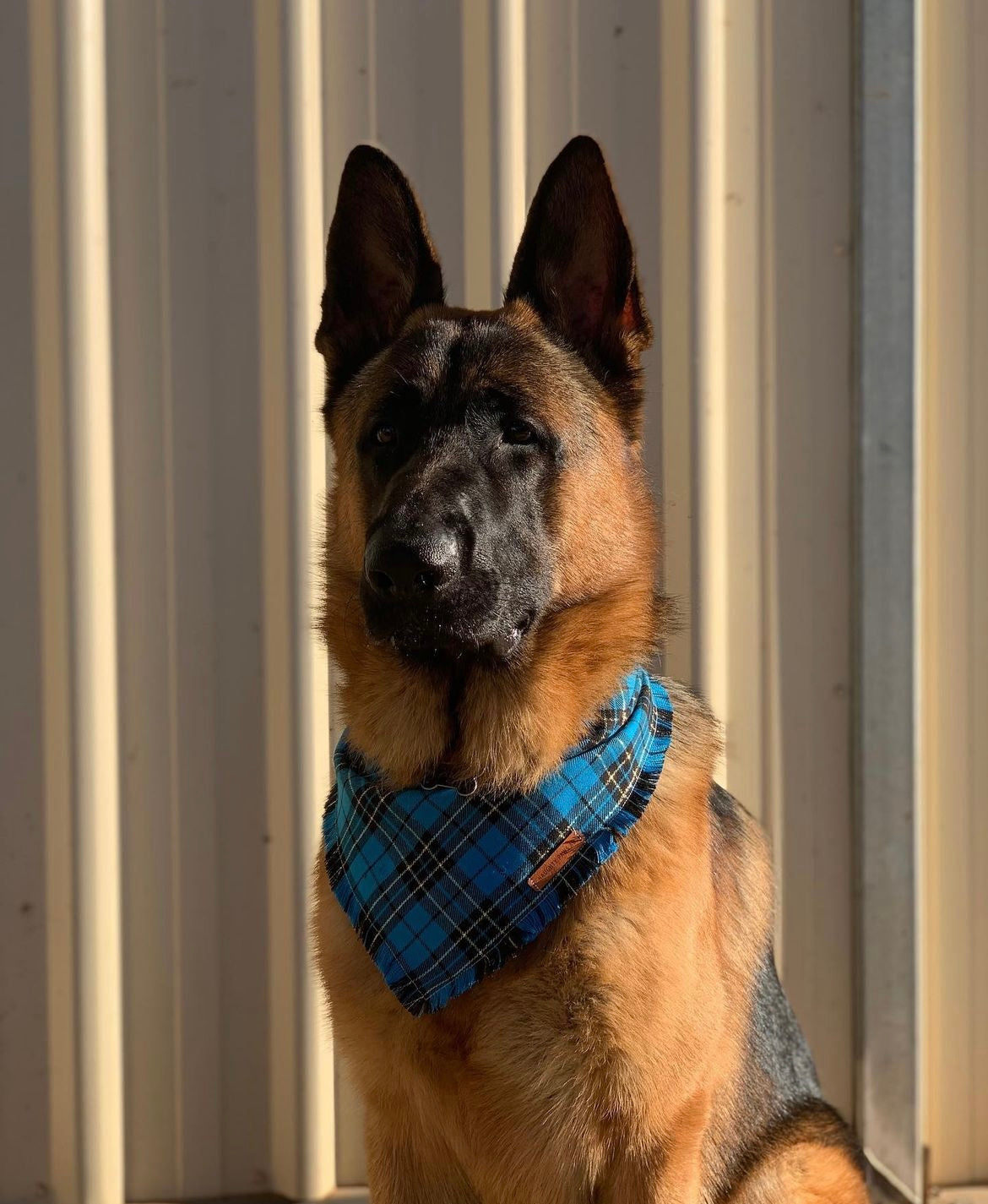 "Pacific" Frayed pet bandana