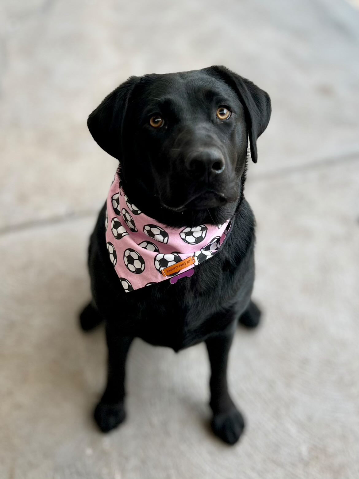 "GOALLL!" (PINK) Pet bandana