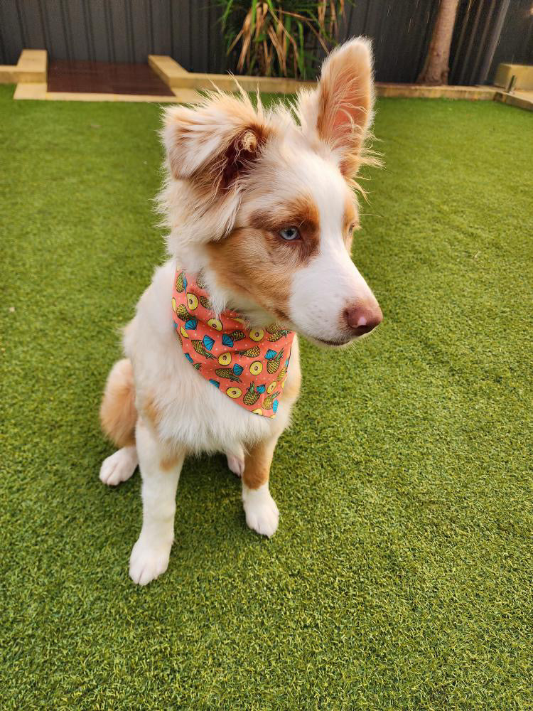 "Tropic like its hot" Dog bandana