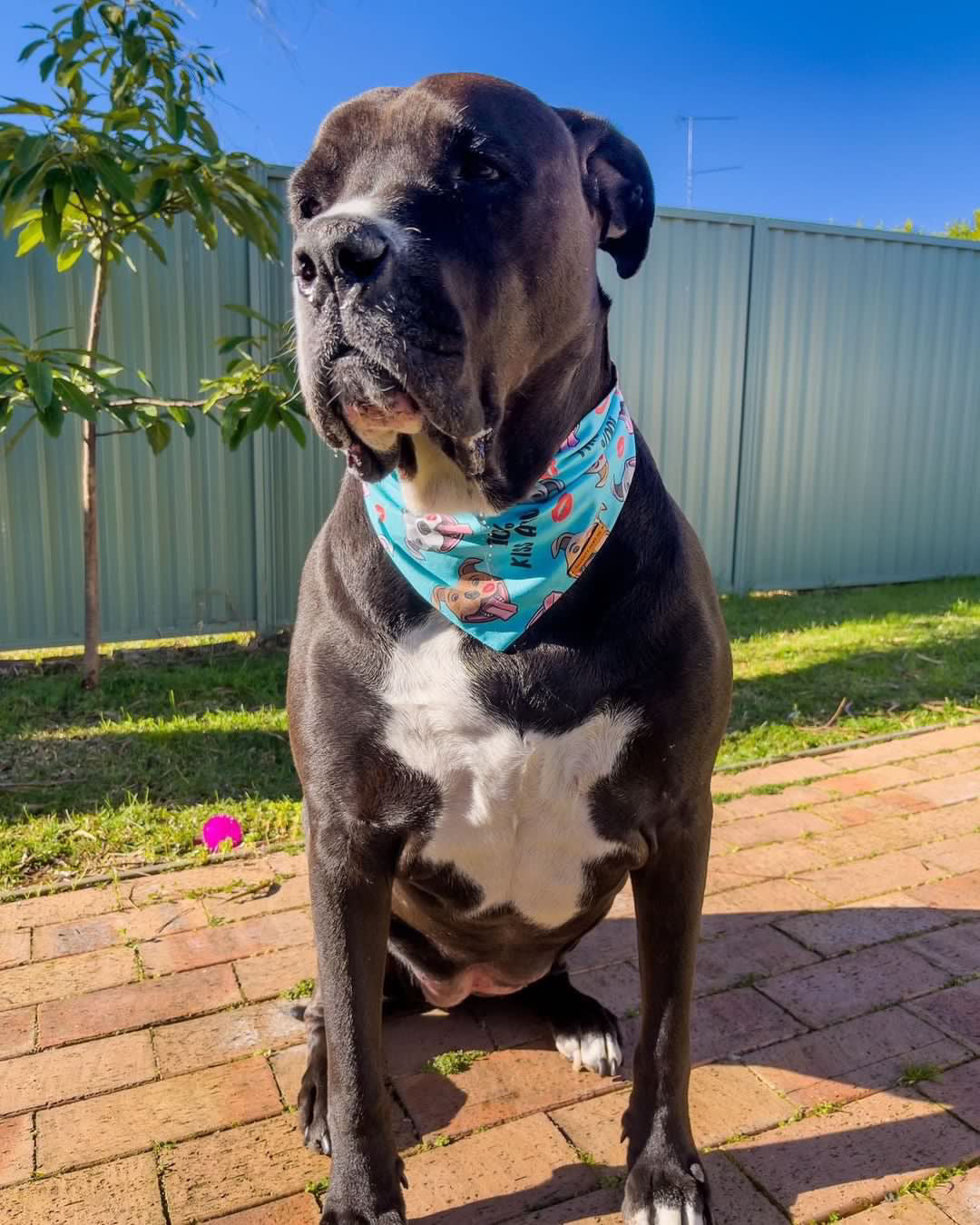 "100% Kiss A Bull" Pet bandana