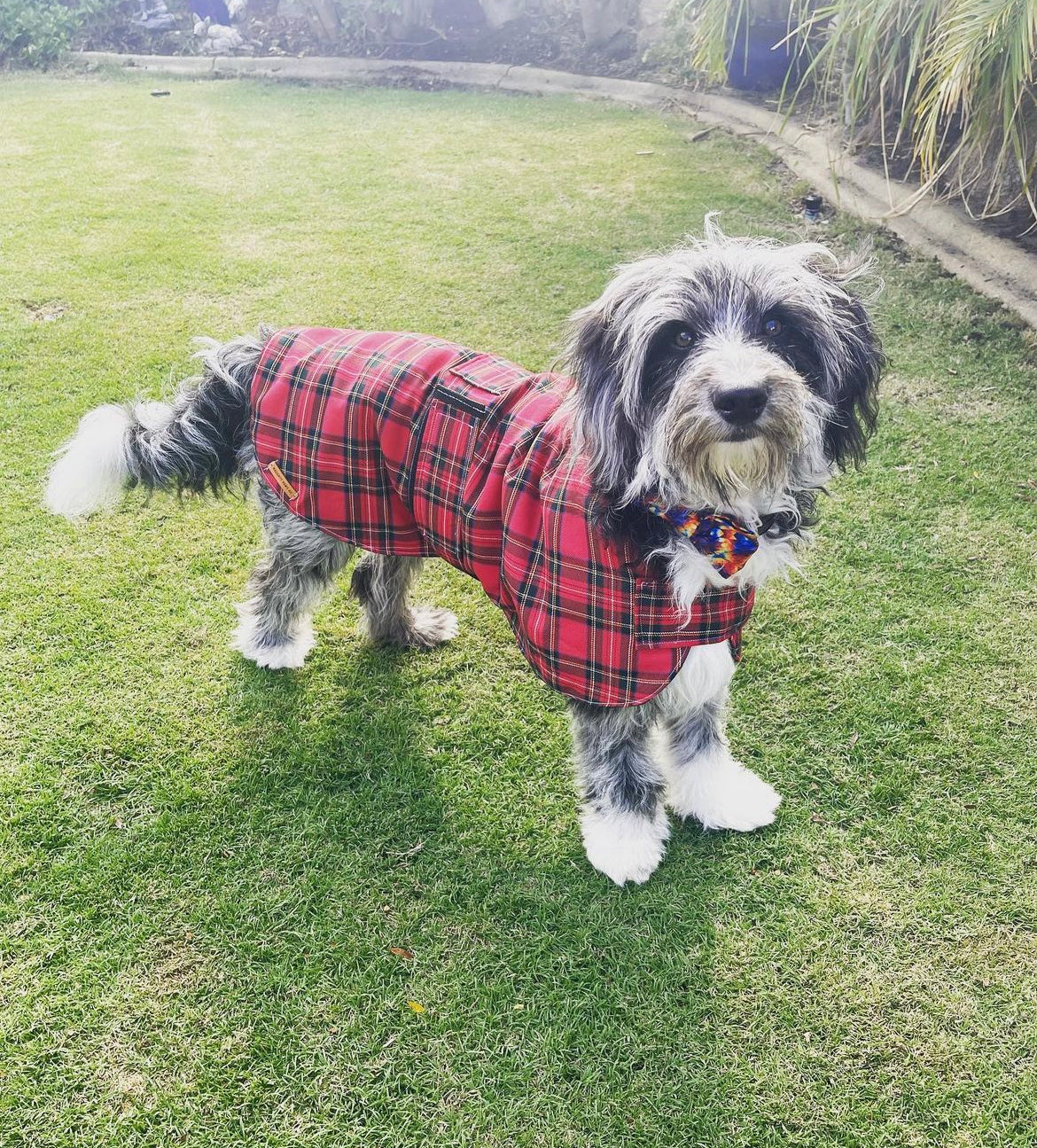"London" Handmade Dog coat