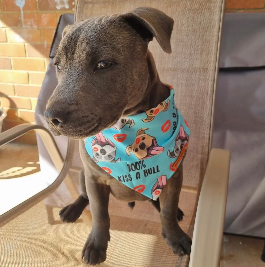 "100% Kiss A Bull" Pet bandana