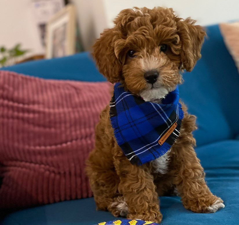 "Na'vi" Frayed pet bandana