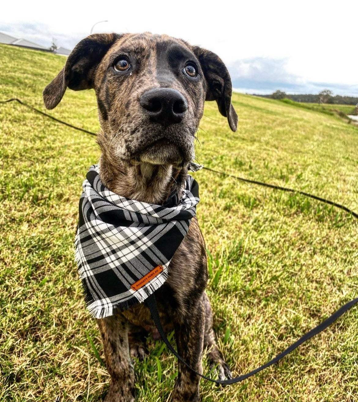 "Minerva" Pet bandana