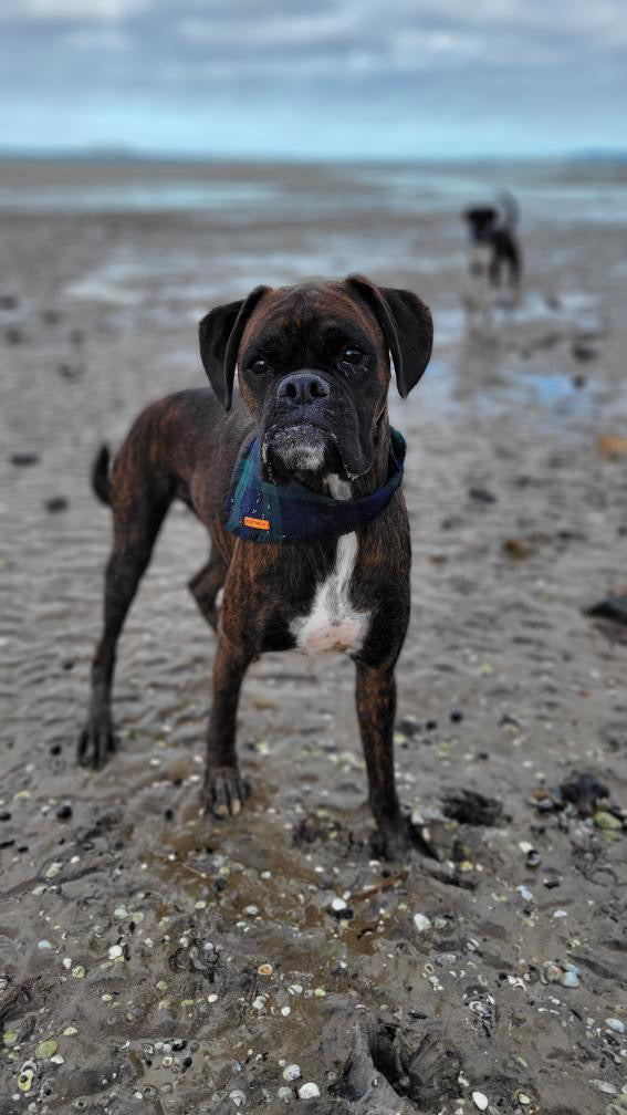 "Forest" Frayed pet bandana
