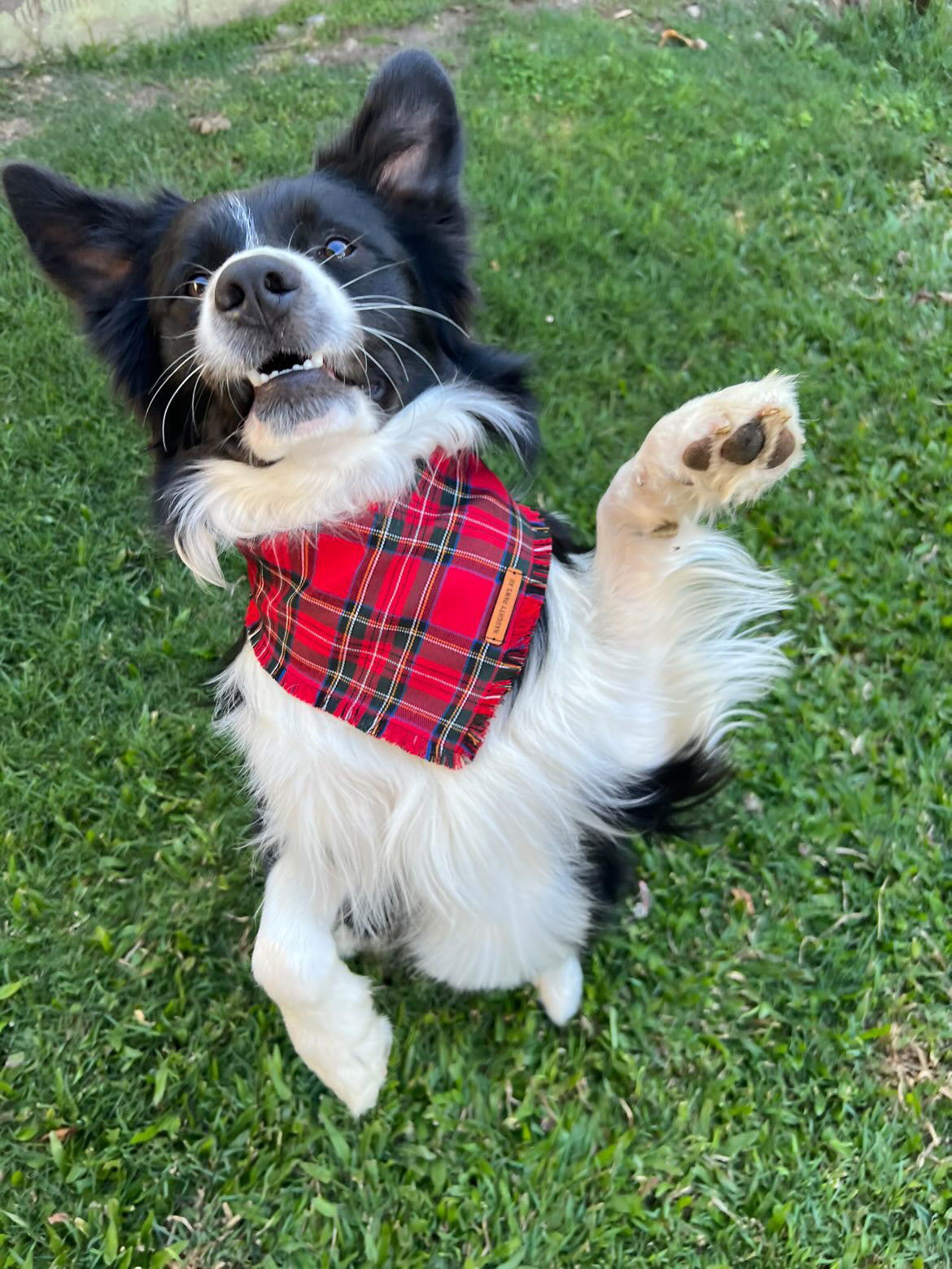 "London" Frayed pet bandana