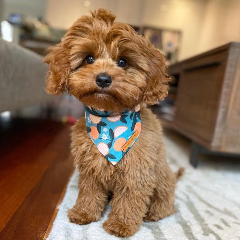 "You're My Main Squeeze" Pet bandana