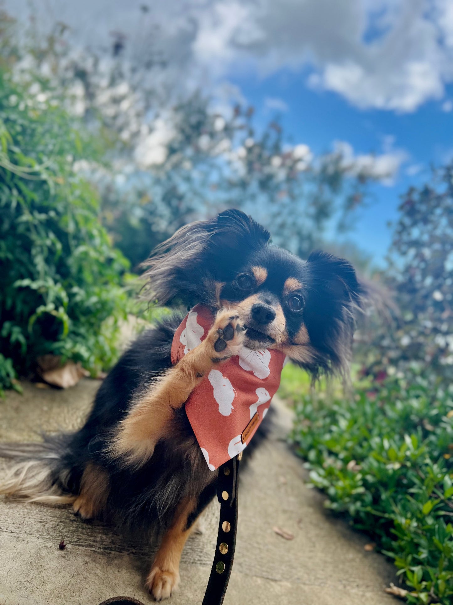 "Cloud 9" Pet bandana