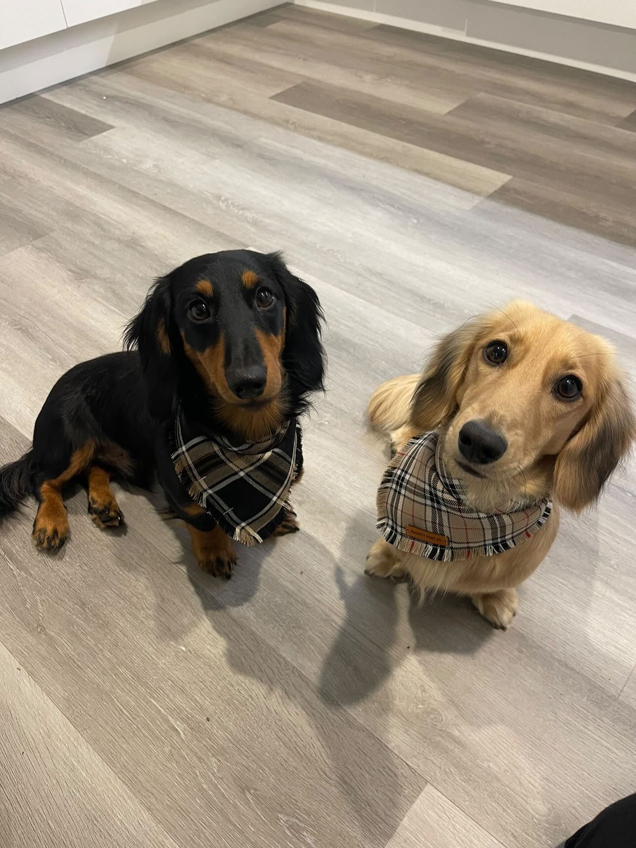"Furrberry" Frayed pet bandana