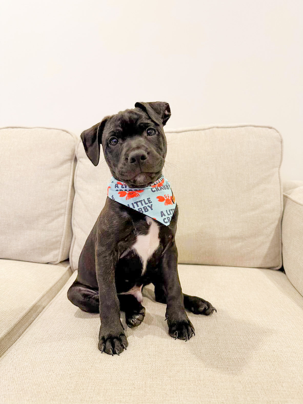"A Little Crabby" Pet bandana
