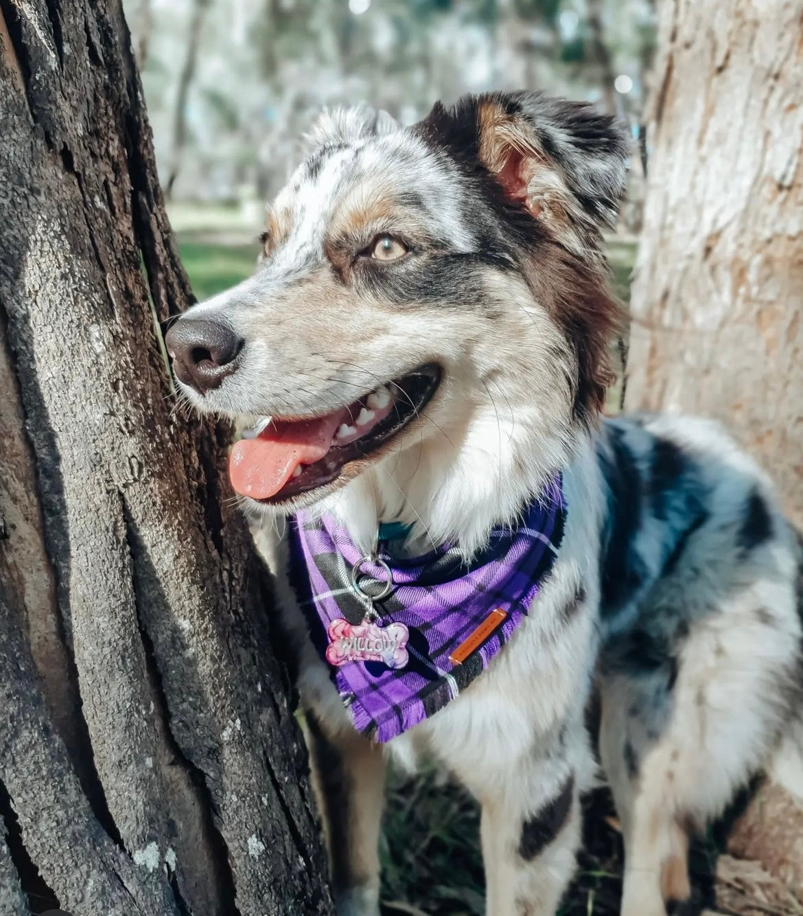 "Prince" Frayed pet bandana