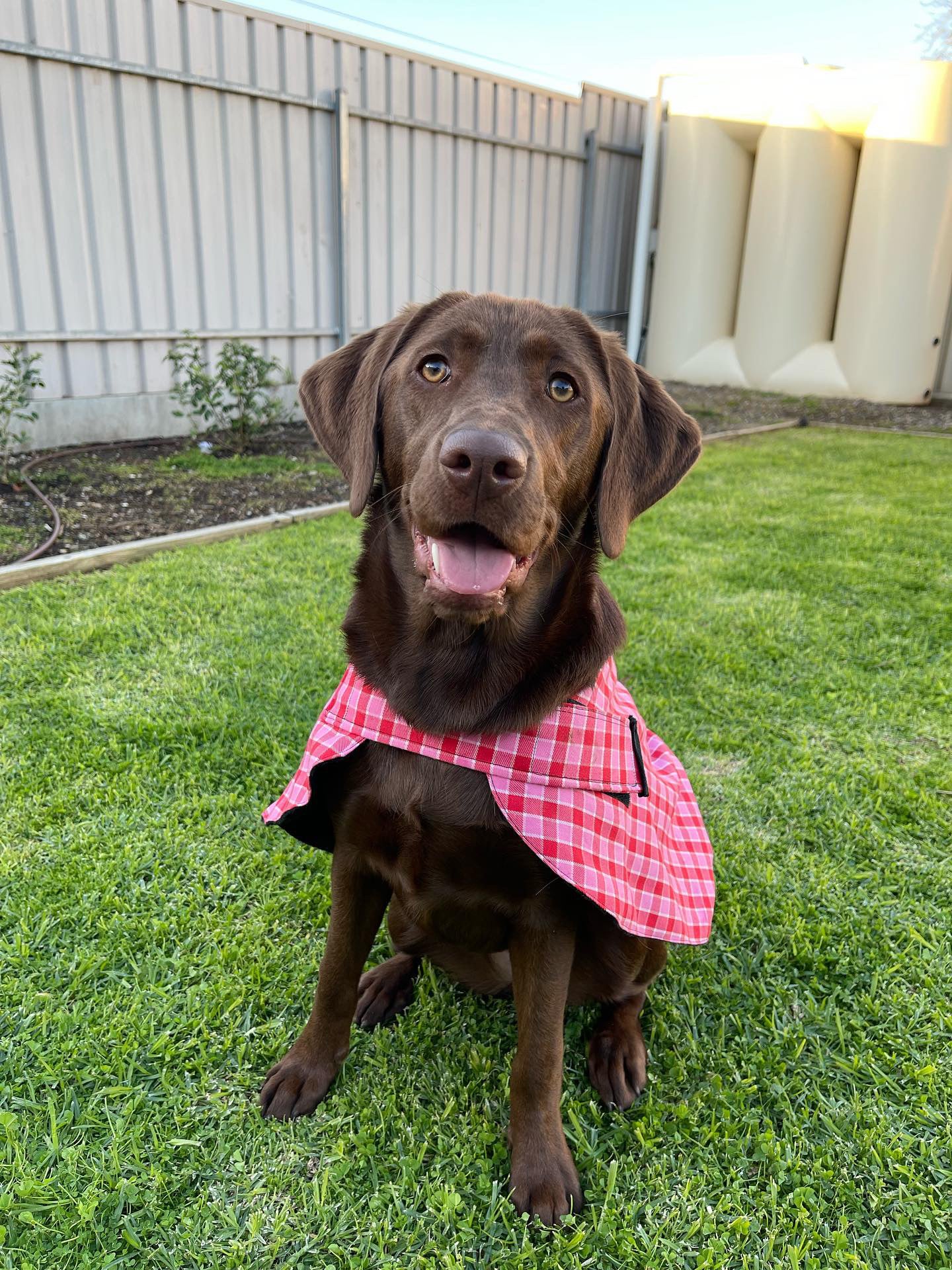 "Strawberries & Cream" Handmade Dog coat