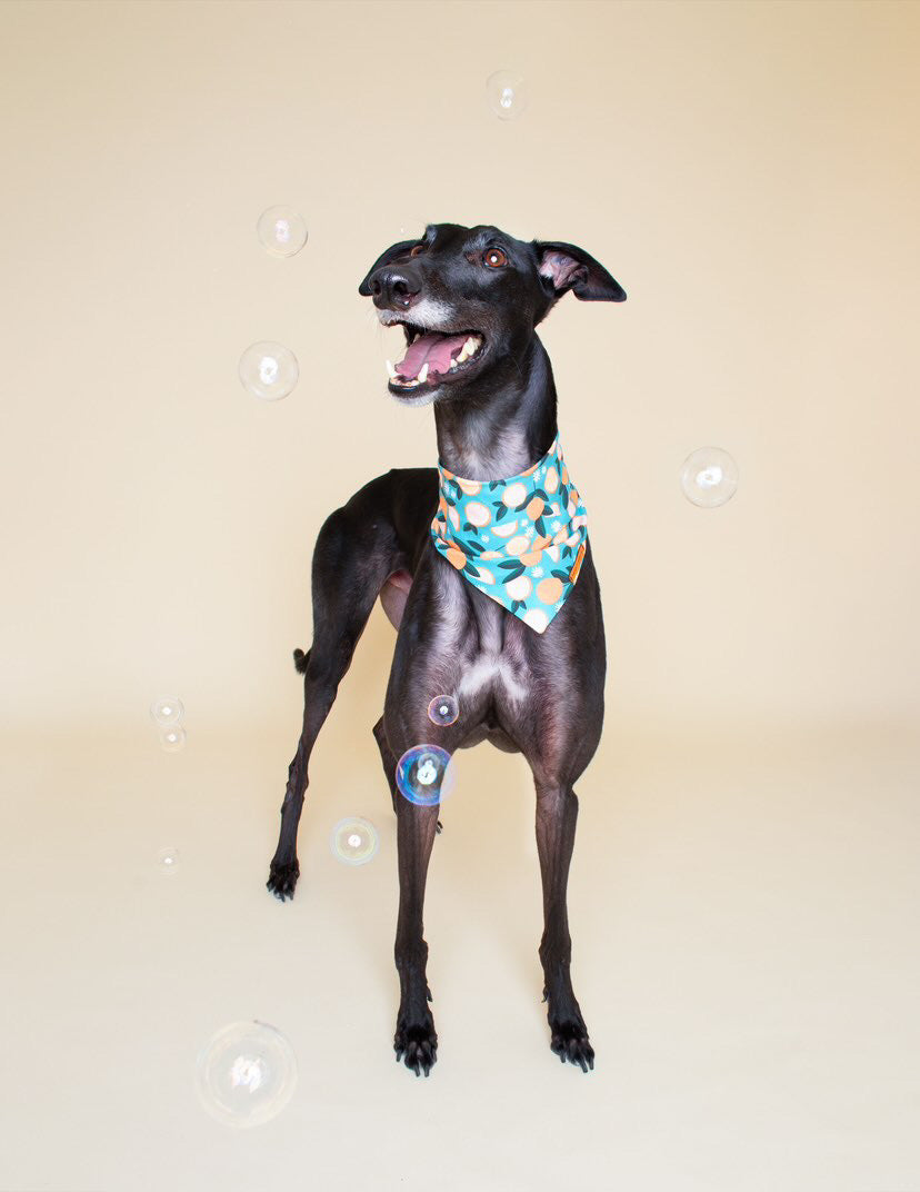 "You're My Main Squeeze" Pet bandana