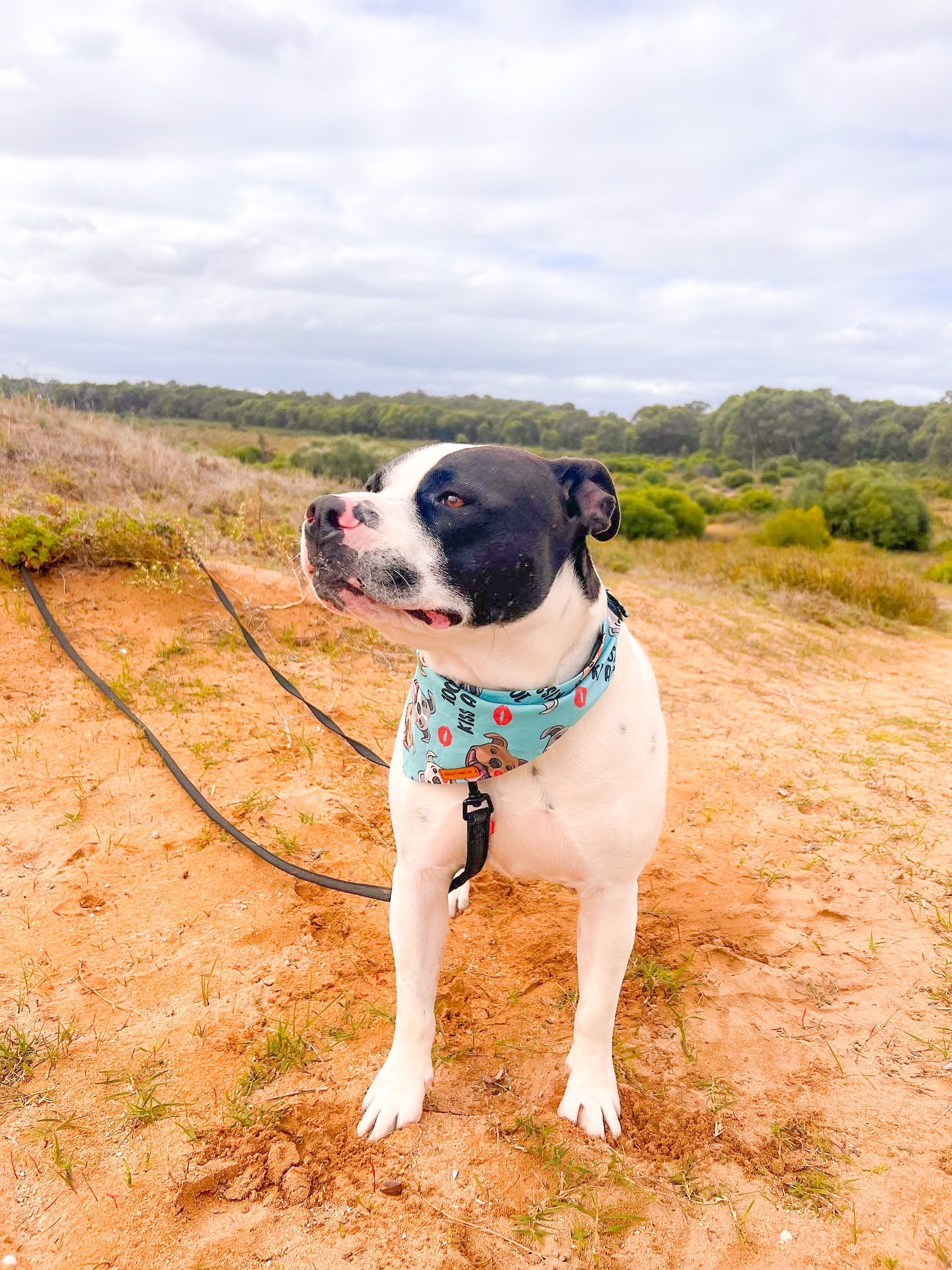 "100% Kiss A Bull" Pet bandana