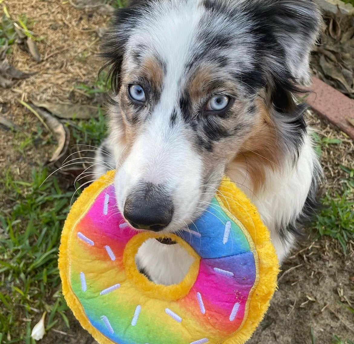 Zippy Paws - Rainbow Donutz
