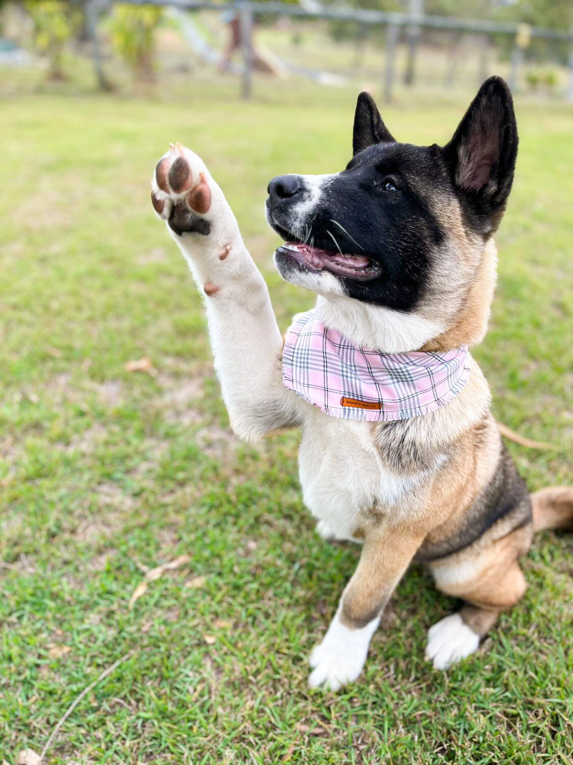 "Regina" Frayed pet bandana