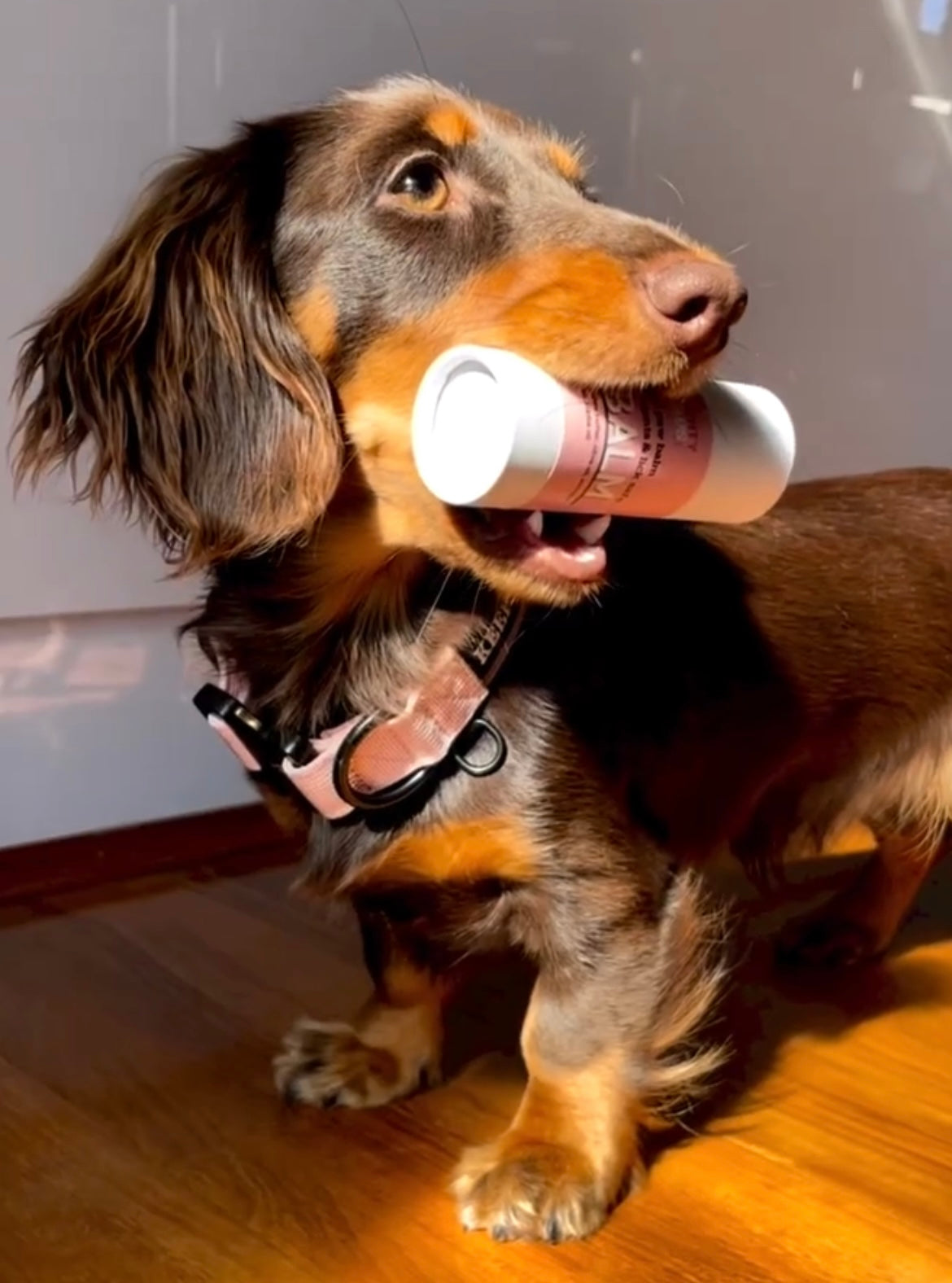 Push Up Paw Balm 60mL