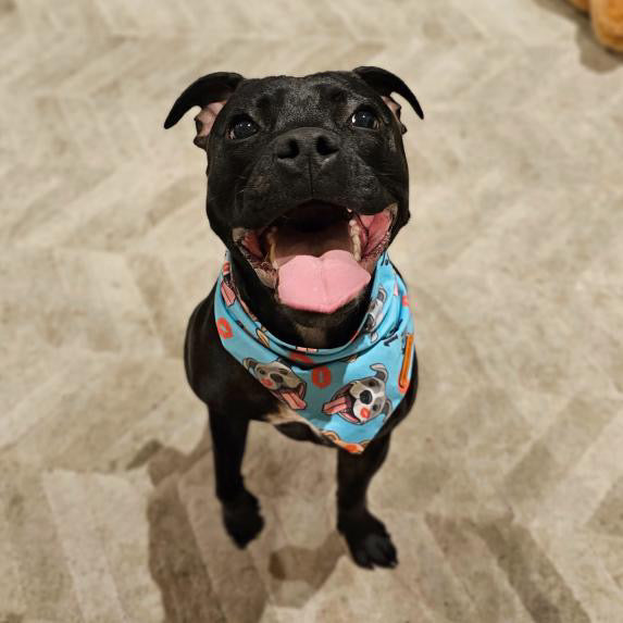 "100% Kiss A Bull" Pet bandana