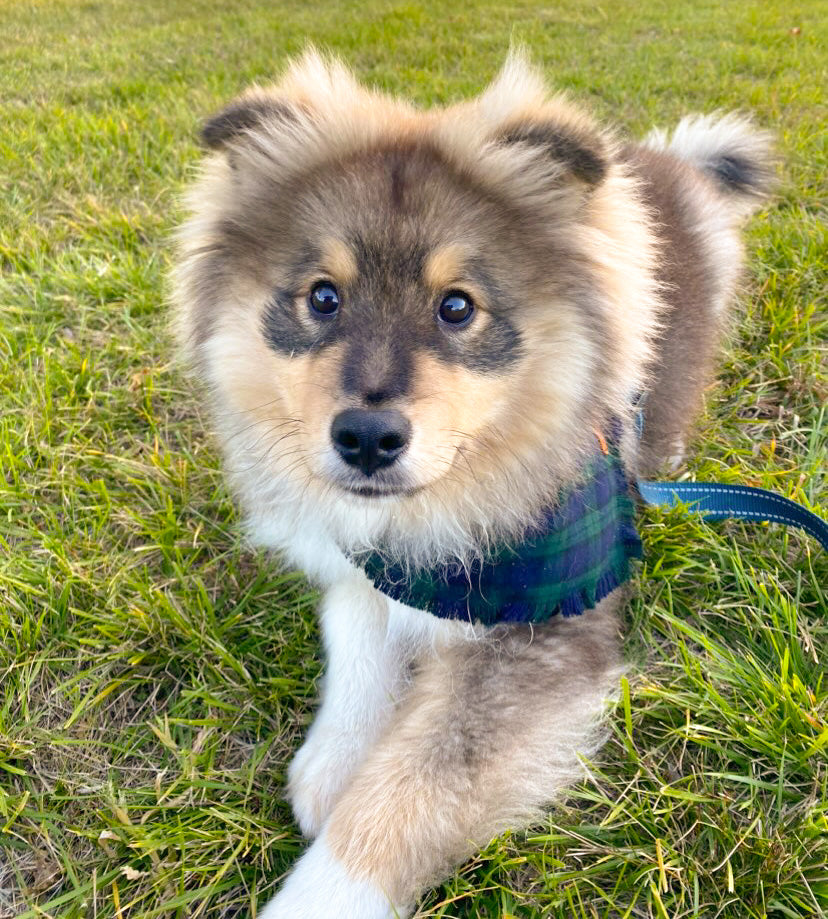 "Forest" Frayed pet bandana