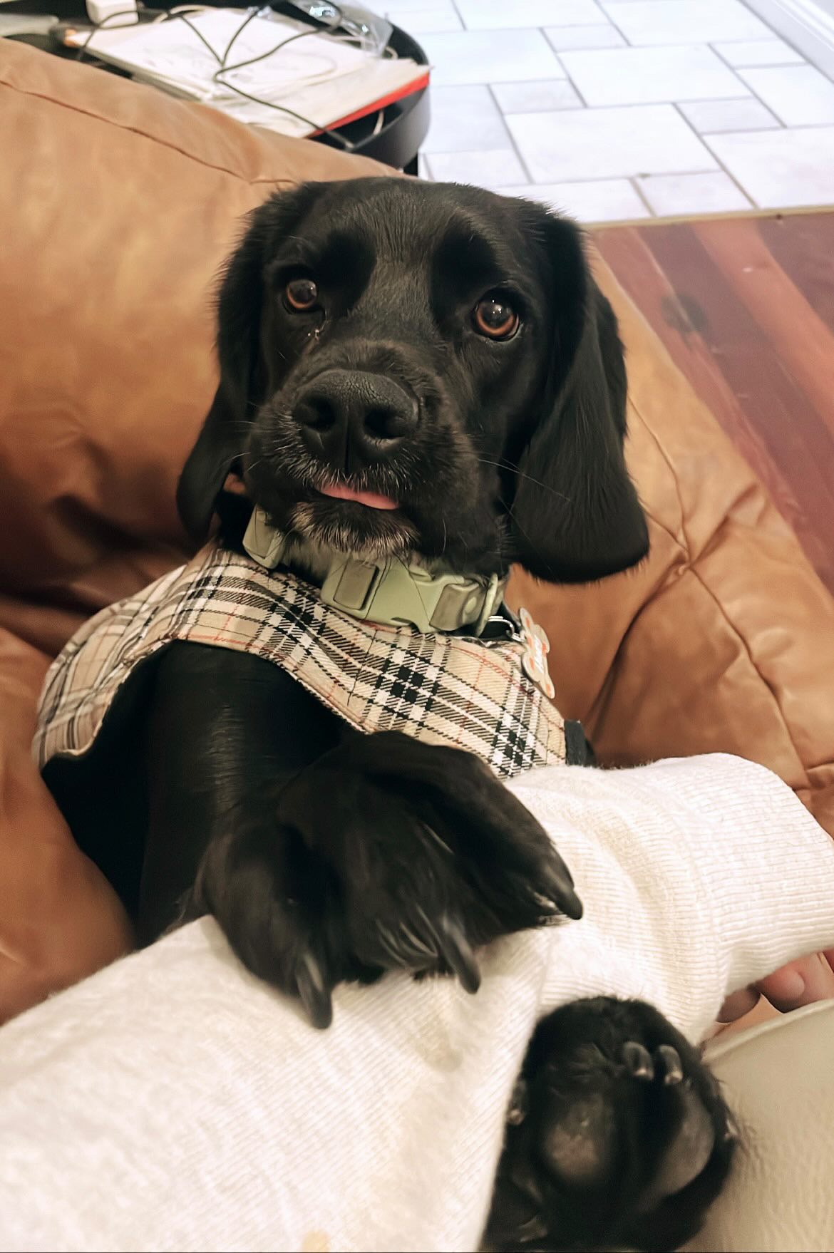 "Furrberry" Handmade Dog coat