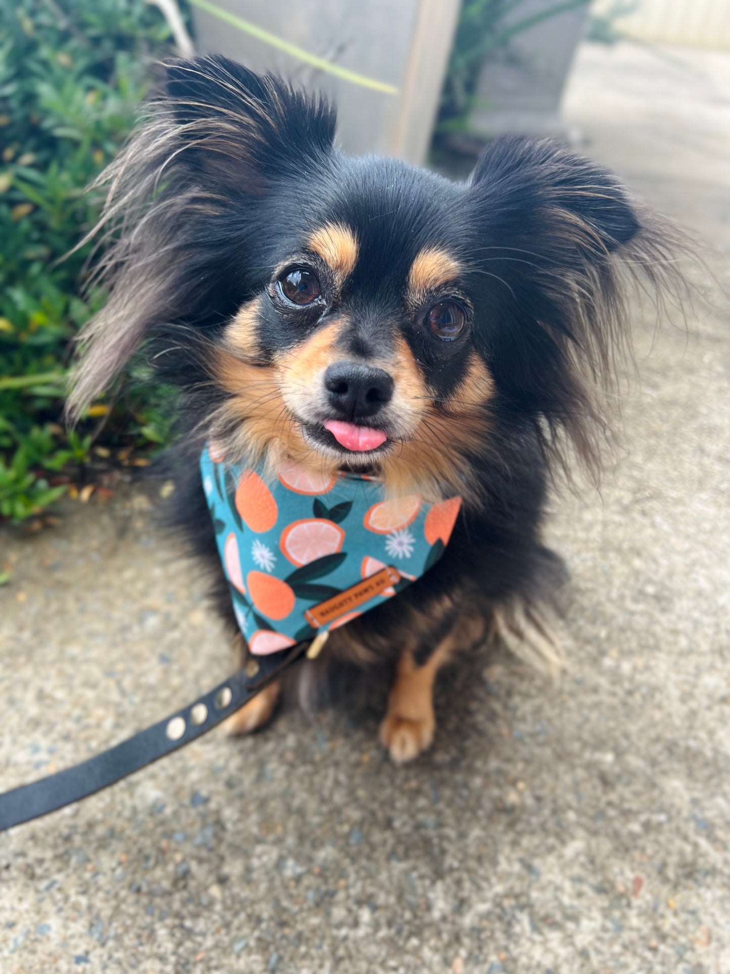 "You're My Main Squeeze" Pet bandana