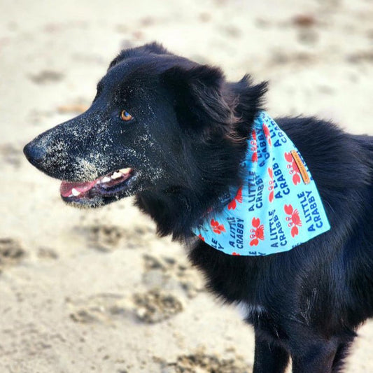 "A Little Crabby" Pet bandana