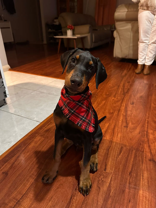 "London" Frayed pet bandana