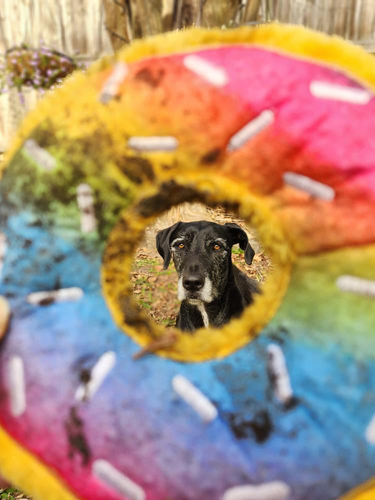 Zippy Paws - Rainbow Donutz