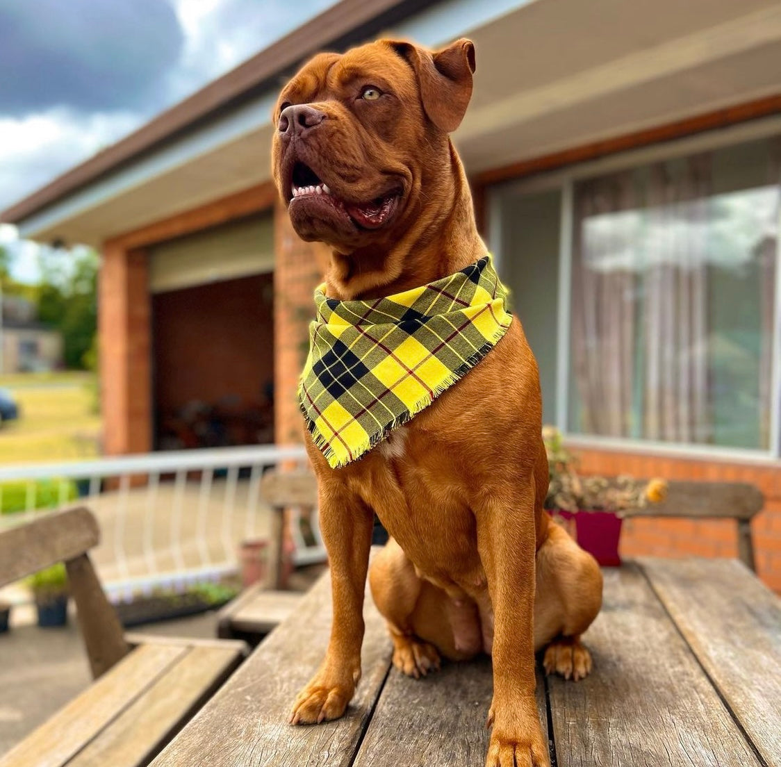 "Clueless" Frayed pet bandana