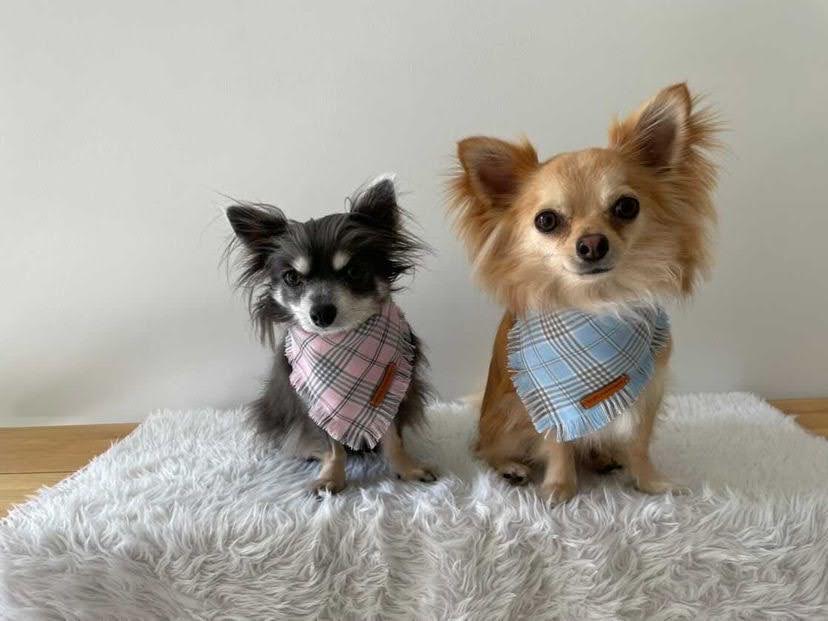 "Regina" Frayed pet bandana