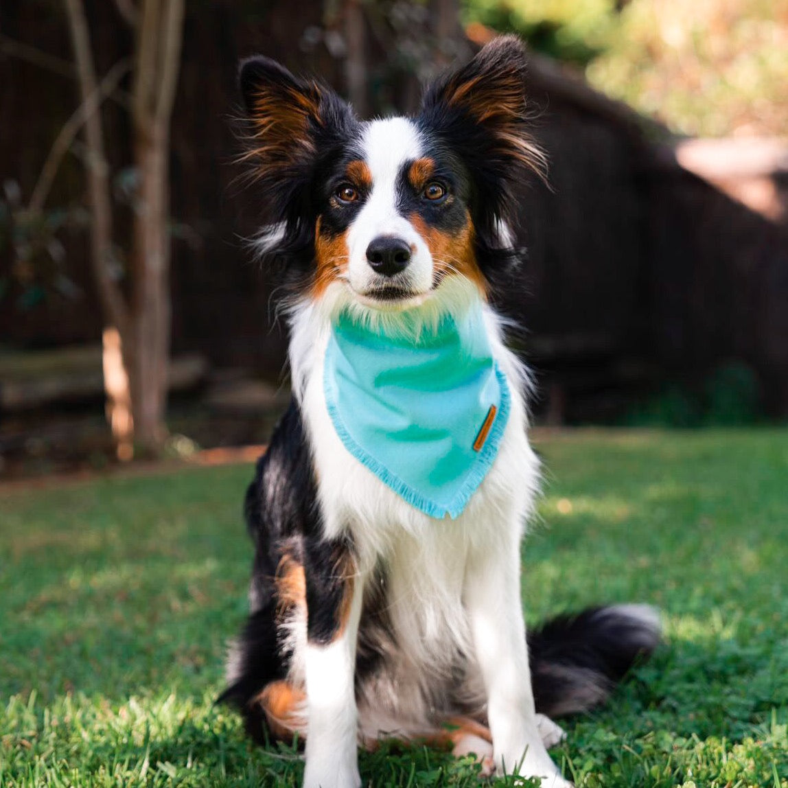 "Ocean" frayed pet bandana
