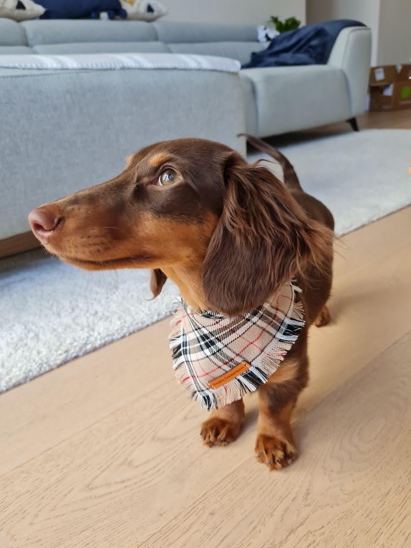 "Furrberry" Frayed pet bandana