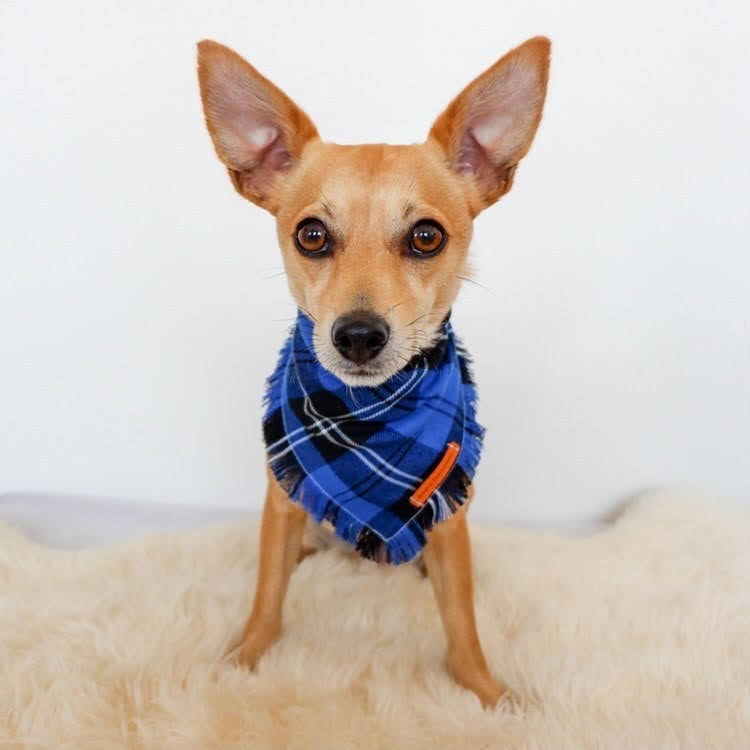 "Na'vi" Frayed pet bandana