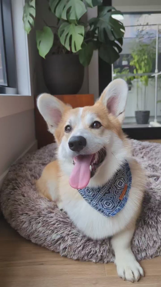 "Achilles" frayed pet bandana