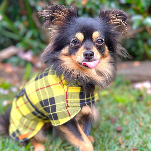 "Clueless" Handmade Dog coat