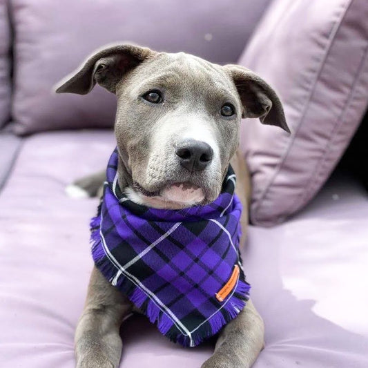 "Prince" Frayed pet bandana